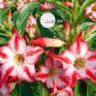 2 seeds Adenium Whitish Pink Petals with Purple Stripe & Centre Flower