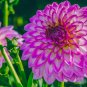 100 Seeds Flowers Beautiful Seven Color Dahlia of Flowers Perennial