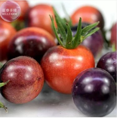 100 seeds Tomato 'Blue Berries' Fruit Seeds
