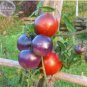 100 seeds Tomato 'Blue Berries' Fruit Seeds