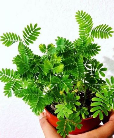 100 Seeds Sensitive Plant Grass Flower Bonsai, Four Leaf Lover Bonsai