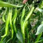 20 seeds Cucumber Mixed Mini Small Medium Large Vegetable Seeds
