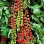 100 seeds Tomato Tsifomandra Giant Vegetable Seeds