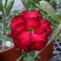 2 seeds Adenium Vermeil Desert Rose Flower Seeds