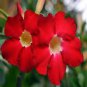 2 seeds Adenium Vermeil Desert Rose Flower Seeds