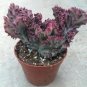 100 Seeds Lactea Bonsai
