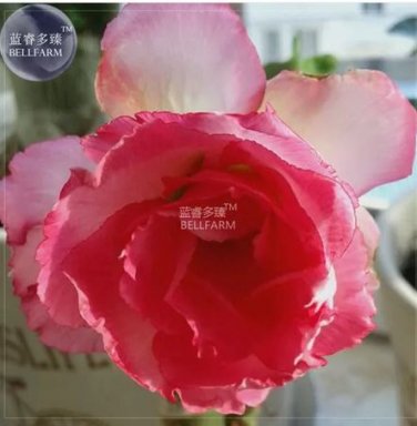 2 seeds Adenium Light Pink & Rose Red Petals Flower Seeds
