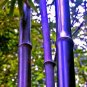 40 Seeds Bonsai Purple Bamboo Bonsai Plants Rare Phyllostachys nigra Perennial Bambu