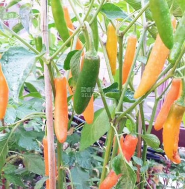 30 seeds Chilli Bulgarian Carrot Pepper Green Orange Vegetable Seeds