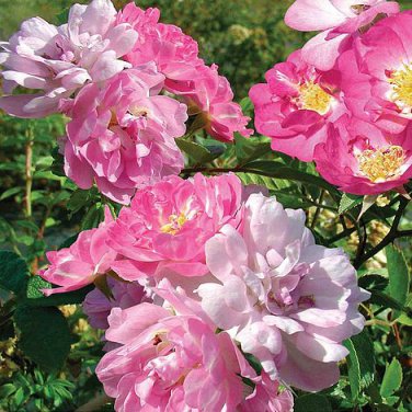100 Seeds Rose multiflora Nana Perpetua 'Garden Party' Hardy Shrub Bonsai