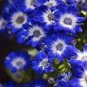 100 Seeds Florists Cineraria Bonsai 9 Kind Different Bonsai Flowers Pericallis hybrida Bonsai