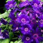 100 Seeds Florists Cineraria Bonsai 9 Kind Different Bonsai Flowers Pericallis hybrida Bonsai