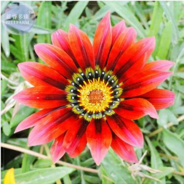30 seeds Gazania Fire Red Petals Black Stripe Color Centre Perennial Flower Seeds
