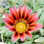 30 seeds Gazania Fire Red Petals Black Stripe Color Centre Perennial Flower Seeds