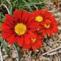 30 seeds Gazania Fire Red Petals Black Stripe Color Centre Perennial Flower Seeds