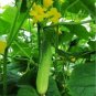 250 seedsDryland Cucumber Seeds