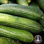 250 seedsDryland Cucumber Seeds