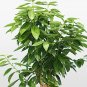 6 Seeds Green Tree cinnamon seeds