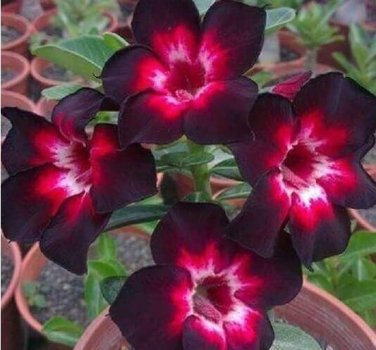 4 Seeds Pink Black White Desert Rose