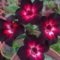 4 Seeds Pink Black White Desert Rose