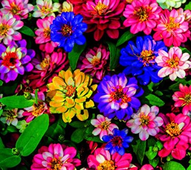 100 Seeds Kasuki Seed Flower Flores Exotic Indoor Seed Lavendar Geranium Rosa