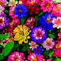 100 Seeds Kasuki Seed Flower Flores Exotic Indoor Seed Lavendar Geranium Rosa
