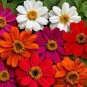 100 Seeds Kasuki Seed Flower Flores Exotic Indoor Seed Lavendar Geranium Rosa