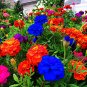 100 Seeds Kasuki Seed Flower Flores Exotic Indoor Seed Lavendar Geranium Rosa