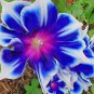 100 Seeds Rare Star Petunia Blue Bonsai Garden and Patio Potted Plant Morning Glory Flowers
