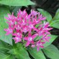 50 Seeds Pentas Lanceolata Flower Bonsai Starry Flowers Bonsai Purify
