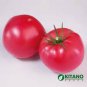 300 seeds Tomato American Imported Long Pink Fruit Vegetable Seeds