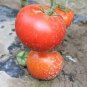 300 seeds Tomato Bright Red Middle F1 Hybrid Seeds,