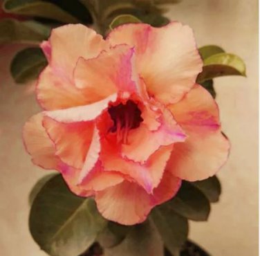 2 seeds Adenium Orange Petals with Light Purple Stripes Flower Seeds