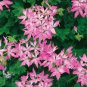50 Seeds Kasuki Seeds Colorful Geranium Seed Beautiful Garden Flower