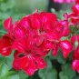 50 Seeds Rose Beautiful Garden Flower Perennial Fleur Graine Geranium