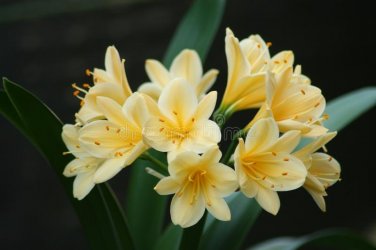 100 Seeds Clivia Miniata Plant Gorgeous Bonsai Rare Bush Lily Flower Bonsai