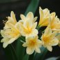 100 Seeds Clivia Miniata Plant Gorgeous Bonsai Rare Bush Lily Flower Bonsai