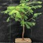 100 Seeds Dawn Redwood Bonsai Tree Grove Metasequoia Glyptostroboides