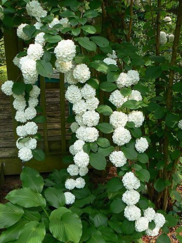 30 Seeds Climbing White Hydrangea Flores Hydrangea Flowers plantas Wedding Flowers