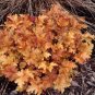 50 Seeds Rare Imported Bonsai Heuchera Bonsai Flower Coral Bells (Coating)