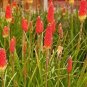 20 Seeds Garden Kniphofia Flower red hot pokers-Plants Flower Home