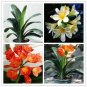 100 Seeds Clivia Miniata Plant Gorgeous Bonsai Rare Bush Lily Flower Bonsai