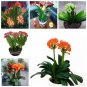 100 Seeds Clivia Miniata Plant Gorgeous Bonsai Rare Bush Lily Flower Bonsai