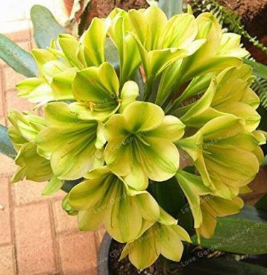 100 Seeds Clivia Miniata Plant Bonsai Rare Bush Lily Flower Bonsai