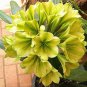100 Seeds Clivia Miniata Plant Bonsai Rare Bush Lily Flower Bonsai