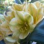 100 Seeds Clivia Miniata Plant Bonsai Rare Bush Lily Flower Bonsai