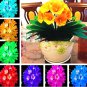 100 Seeds Gorgeous clivia Seeds (Kaffir Lily), Rare Seeds Plants, Indoor Plant