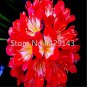 100 Seeds Gorgeous clivia Seeds (Kaffir Lily), Rare Seeds Plants, Indoor Plant