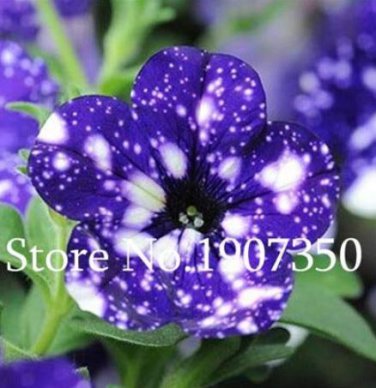 100 Seeds Funny Climbing Plants for Home Garden Planting Planting Petunia Plant