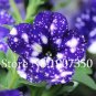100 Seeds Funny Climbing Plants for Home Garden Planting Planting Petunia Plant
